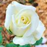 Louisiana rose photo