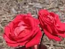 Khersones rose photo