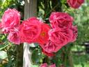 Krasnyj Majak rose photo