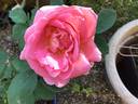 Lyonfarbige Druschki rose photo