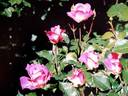 Parisline rose photo