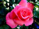 Maréchale LeClerc rose photo