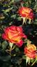 Perfect Moment ™ rose photo