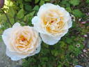 Sweet Blondie rose photo