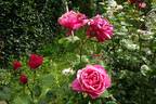 Sweet Perfumella rose photo