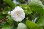 Louise d'Arzens rose photo