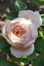 Blissful Sensations rose photo