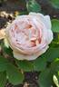 Blissful Sensations rose photo