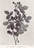 <i>Rosa gallica</i> var. <i>aegyptiaca</i> Schweinfurth rose photo