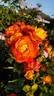 Judy Garland rose photo