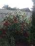 Grandessa rose photo