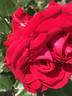 Grandessa rose photo