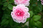 Wife of Bath ® rose photo
