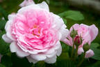 Wife of Bath ® rose photo
