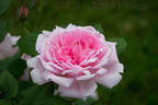 Wife of Bath ® rose photo