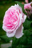 Wife of Bath ® rose photo