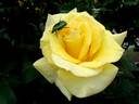Aperitif ® rose photo