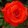 Kanegem rose photo