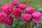 Abbaye de Beaulieu ® rose photo