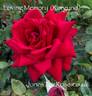 Loving Memory rose photo