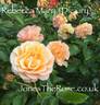 Rebecca Mary rose photo