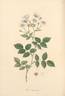 <I>Rosa sempervirens</I> L. rose photo