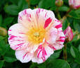 Stars 'n' Stripes rose photo