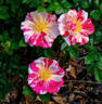 Stars 'n' Stripes rose photo