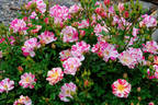 Stars 'n' Stripes rose photo