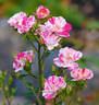 Stars 'n' Stripes rose photo