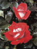 Eternally Yours rose photo