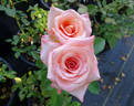 ARC Angel rose photo