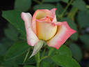 Goldstrike rose photo