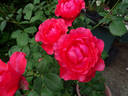 Holsteinperle rose photo