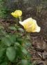 Moonsprite rose photo
