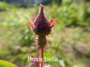 <i>Rosa bella</i> Rehder rose photo