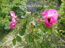 <i>Rosa bella</i> Rehder rose photo