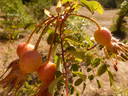 <i>Rosa bella</i> Rehder rose photo