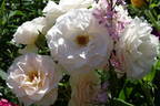 Sweet Blondie rose photo