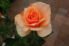 Brandy ™ (hybrid tea, Swim rose photo