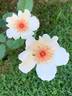 Dogwood rose photo