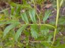 <i>Rosa foliolosa</i> Nutt. ex Torr. rose photo
