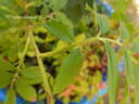 <i>Rosa foliolosa</i> Nutt. ex Torr. rose photo