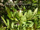 <i>Rosa foliolosa</i> Nutt. ex Torr. rose photo