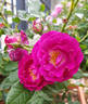 Purple Breeze ® rose photo