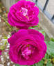 Purple Breeze ® rose photo