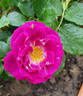 Purple Breeze ® rose photo
