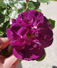 Purple Breeze ® rose photo