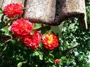 Bigoudi rose photo