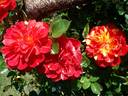 Bigoudi rose photo